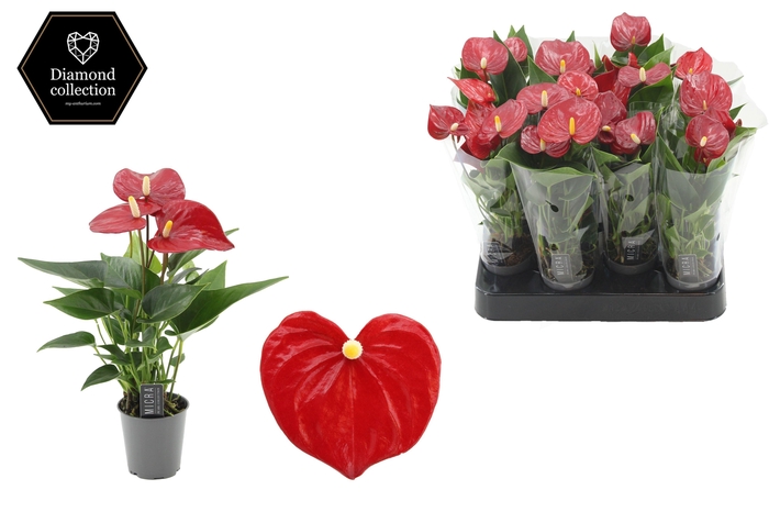 Anthurium 6 cm Micra in transparant sleeve