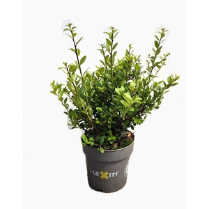 Ilex crenata Dark Green