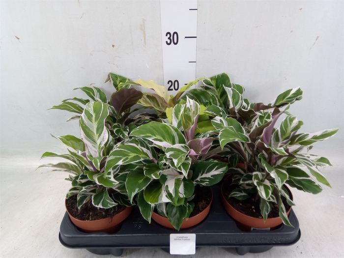 <h4>Calathea  'Fusion White'</h4>