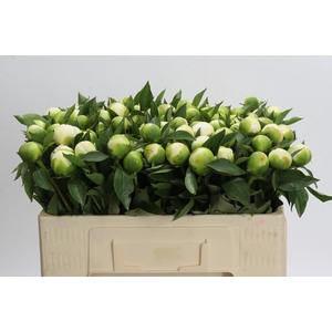 Paeonia Duchesse De Nemours