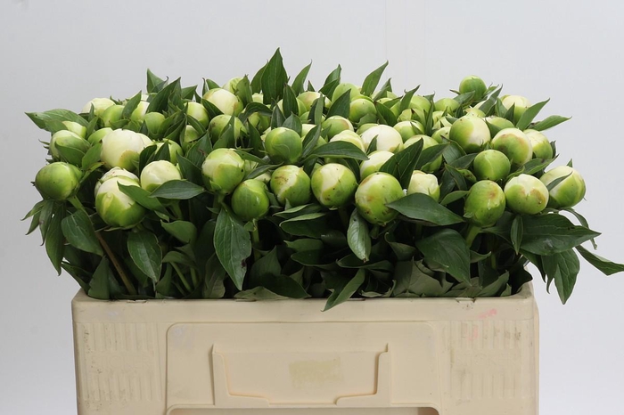 <h4>Paeonia Duchesse De Nemours</h4>
