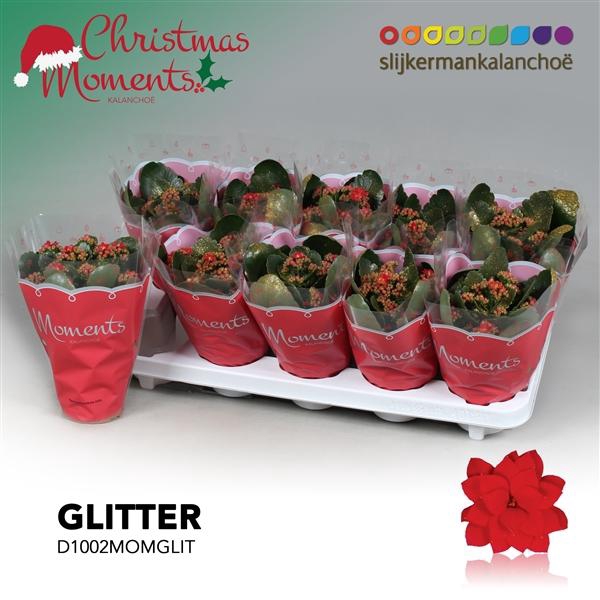 <h4>Kalanchoe blossfeldiana gevuld 'Secret'</h4>
