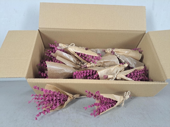 <h4>PF Lavendel Cerise</h4>