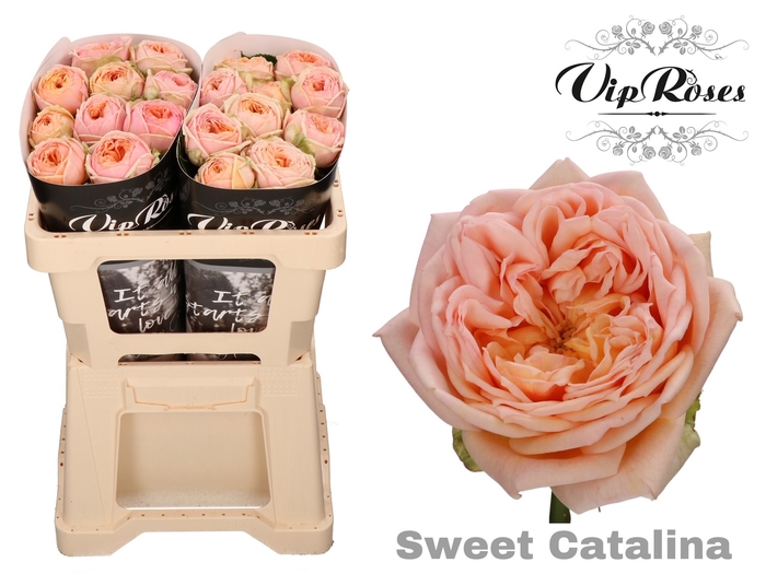 Vip Roses Webshop 7269