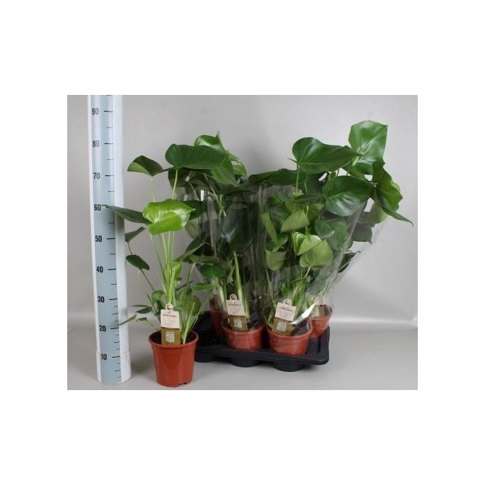 <h4>MONSTERA DELICIOSA</h4>