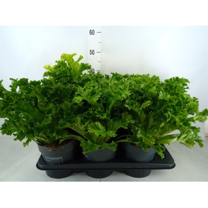 Asplenium antiquum 'Leslie'