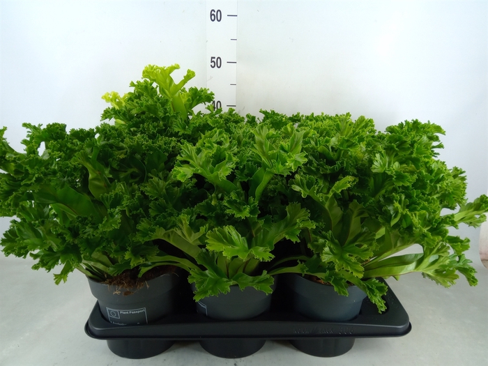 <h4>Asplenium antiquum 'Leslie'</h4>