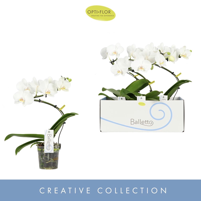 <h4>Phalaenopsis wit meer takken</h4>