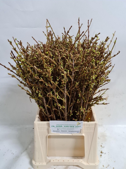 <h4>FORSY I SPECTABILIS</h4>