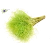 Stypha Penata 10 tufts per bunch Light Green