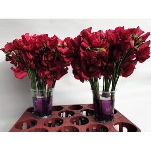 LATHYR PARFUM DP RED