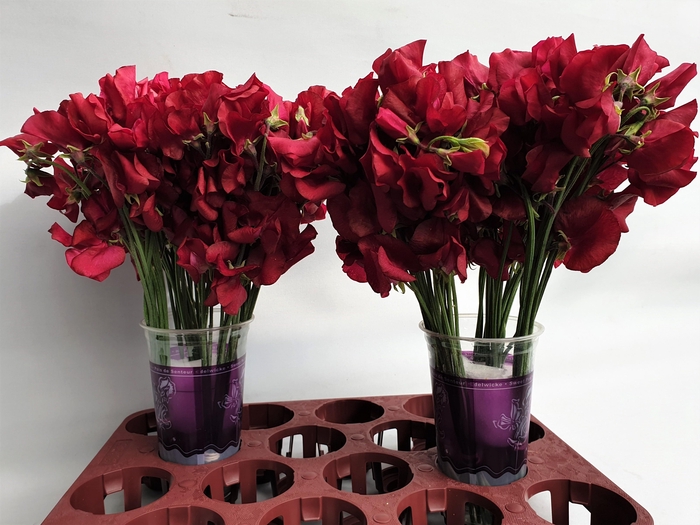 <h4>LATHYR PARFUM DP RED</h4>