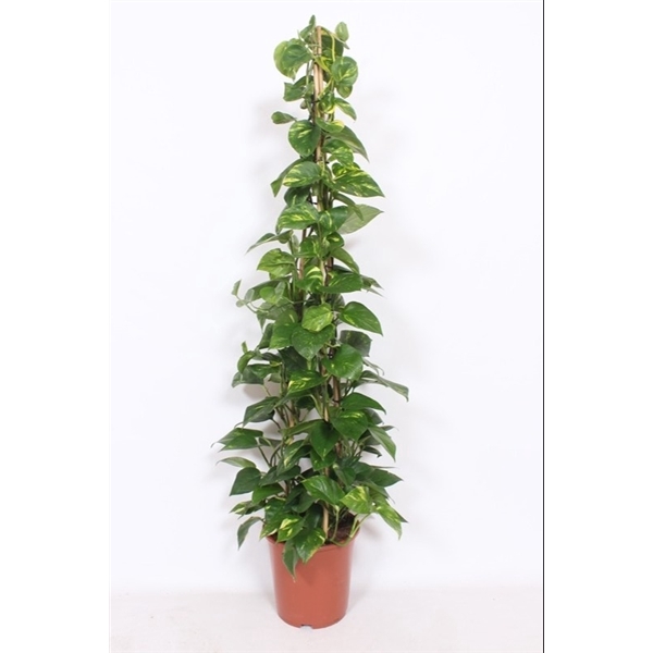 <h4>Epipremnum Aureum</h4>