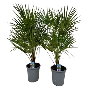 Chamaerops humilis P21