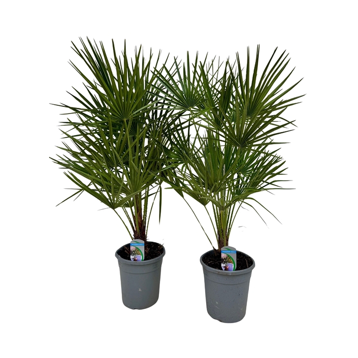 <h4>Chamaerops humilis P21</h4>