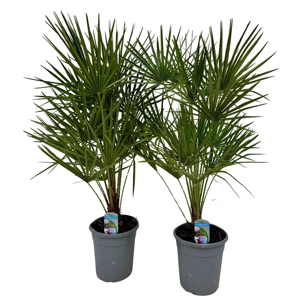 Chamaerops humilis P21