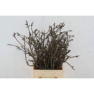 PRUIMENBLOESEM GRILLIG  PER STEM 060CM