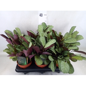 Ctenanthe burle-marxii 'Amagris'