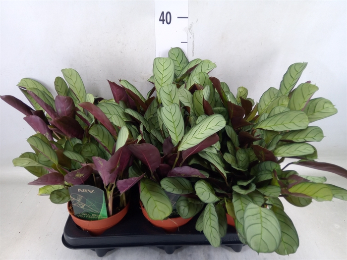 <h4>Ctenanthe burle-marxii 'Amagris'</h4>