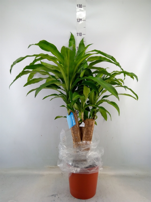 <h4>Dracaena frag. 'Massangeana'</h4>