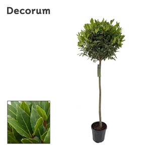 Laurus nobilis Bol op stam