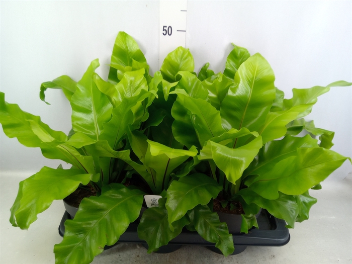 <h4>Asplenium nidus</h4>