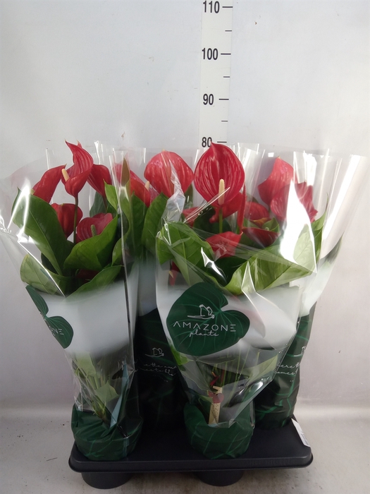 <h4>Anthurium andr. 'Melodia'</h4>