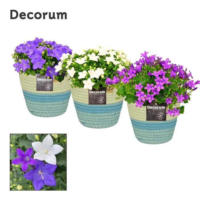 <h4>Campanula Mix Decorum Valerie</h4>