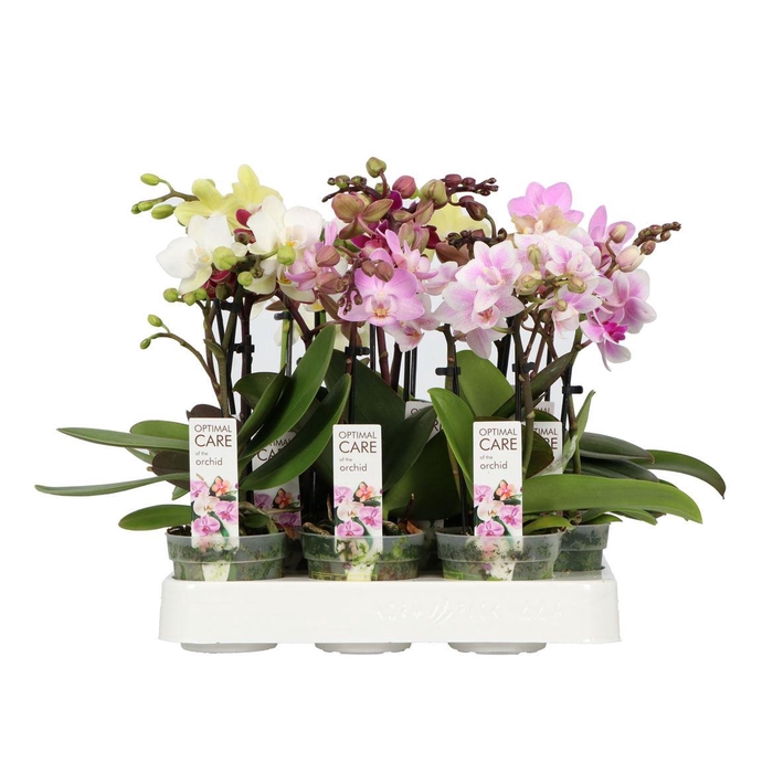 <h4>arr8 Phal Mini Mix 1-2 Spike</h4>