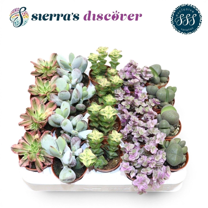 <h4>SUCC OV</h4>