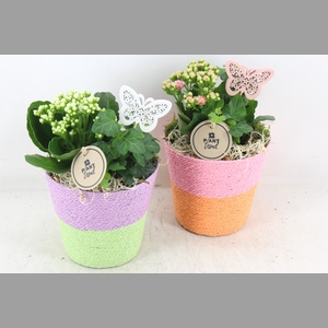 arr2 PL - Duo mandje colour x6