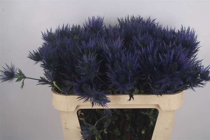 <h4>Eryngium Alpinum</h4>