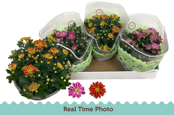 <h4>CHR GEMENGD</h4>