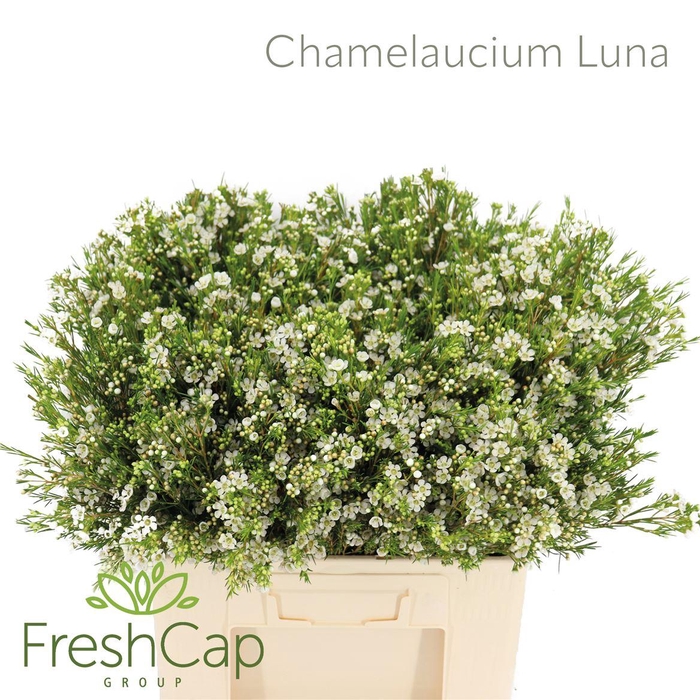 <h4>Chamelaucium uncinatum 'Luna'</h4>