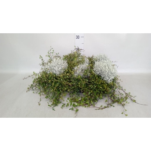 Leucophyta brownii
