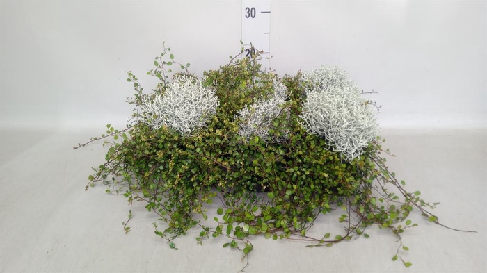 <h4>Leucophyta brownii</h4>