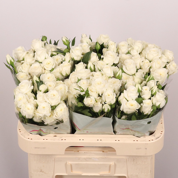 <h4>R TR SNOW BUBBLES</h4>