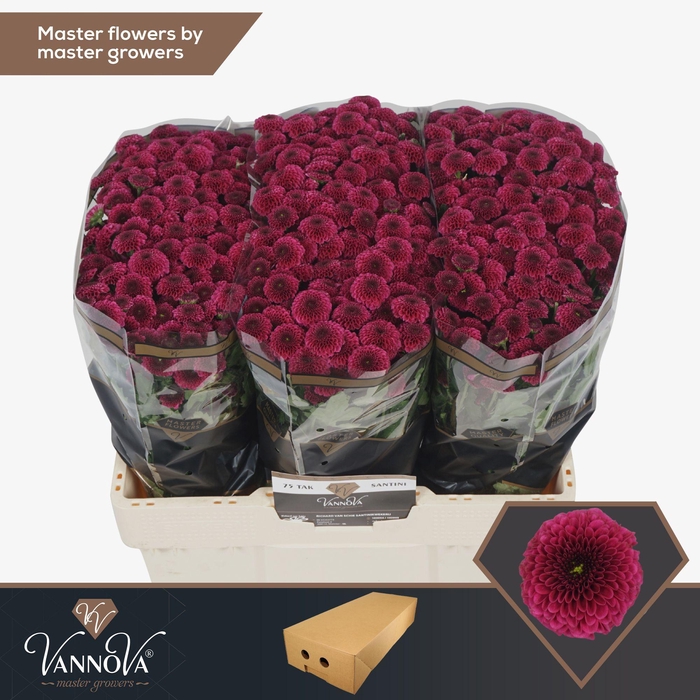 <h4>Chr S Purpetta</h4>