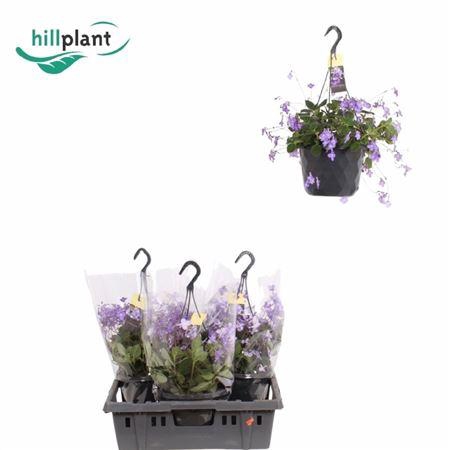 <h4>Streptocarpus saxorum</h4>