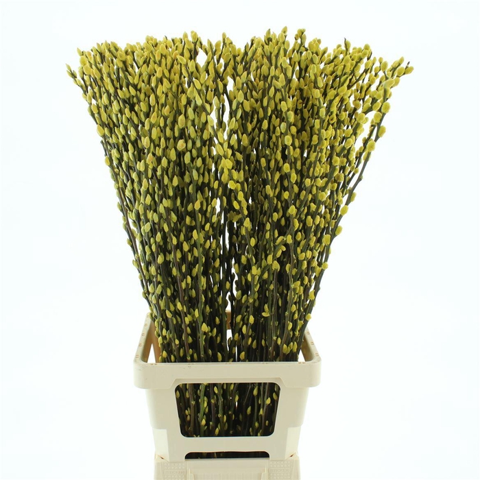 <h4>Salix Snow Flake Klb Yellow</h4>