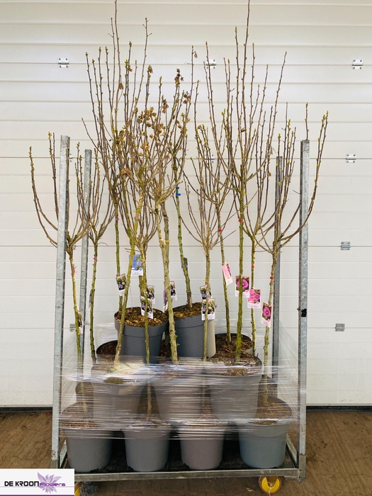 <h4>HIBIS SYRIACUS</h4>