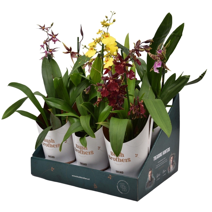 <h4>ORCHIDEEEN OVERIG</h4>