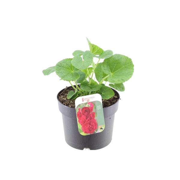 <h4>Alcea rosea Chart. Double Scarlet</h4>