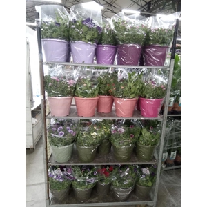 Perkplanten   ...mix /pot [Bedding]