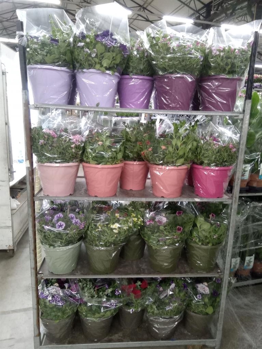<h4>Perkplanten   ...mix /pot [Bedding]</h4>