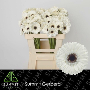 GERBERA MI 'LIDO'