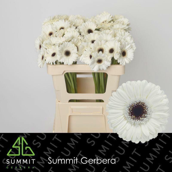 <h4>GERBERA MI 'LIDO'</h4>