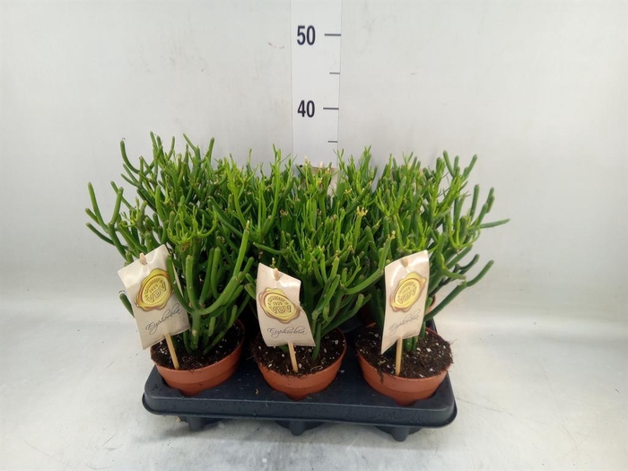 <h4>Euphorbia tirucalli</h4>