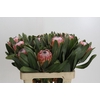 Protea Susara