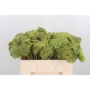 Ammi Majus Visnaga Zaad